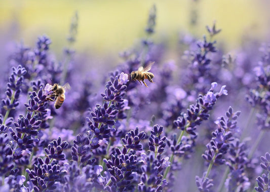 Semaine des Pollinisateurs : Guide Complet pour Comprendre et Agir au Québec
