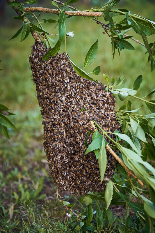 Quoi faire d'un essaim d'abeille : Petit guide complet pour bien les reconnaitre