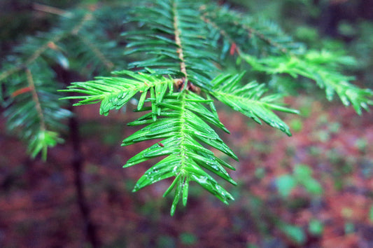 LE SAPIN BAUMIER