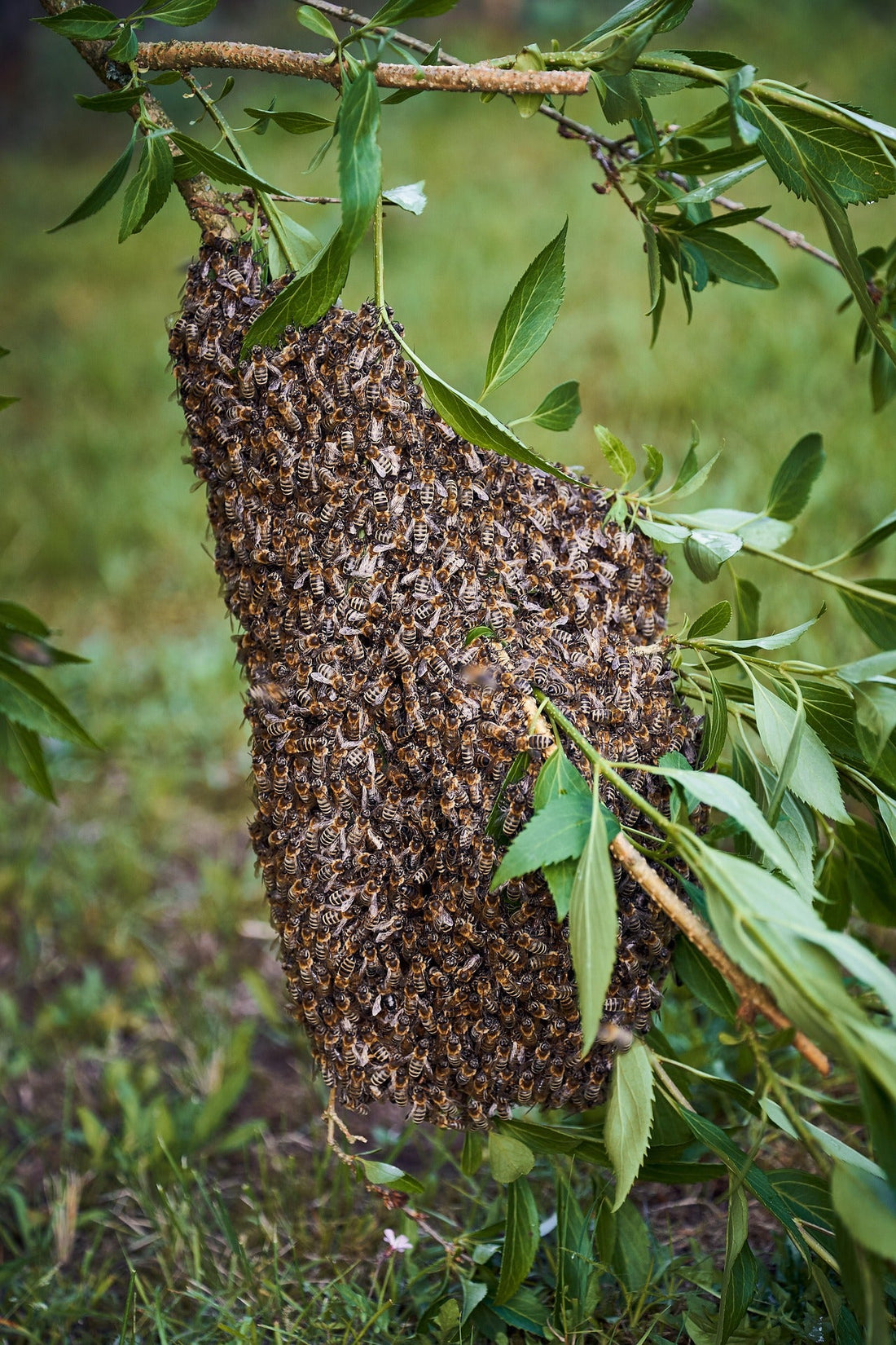 Quoi faire d'un essaim d'abeille : Petit guide complet pour bien les reconnaitre