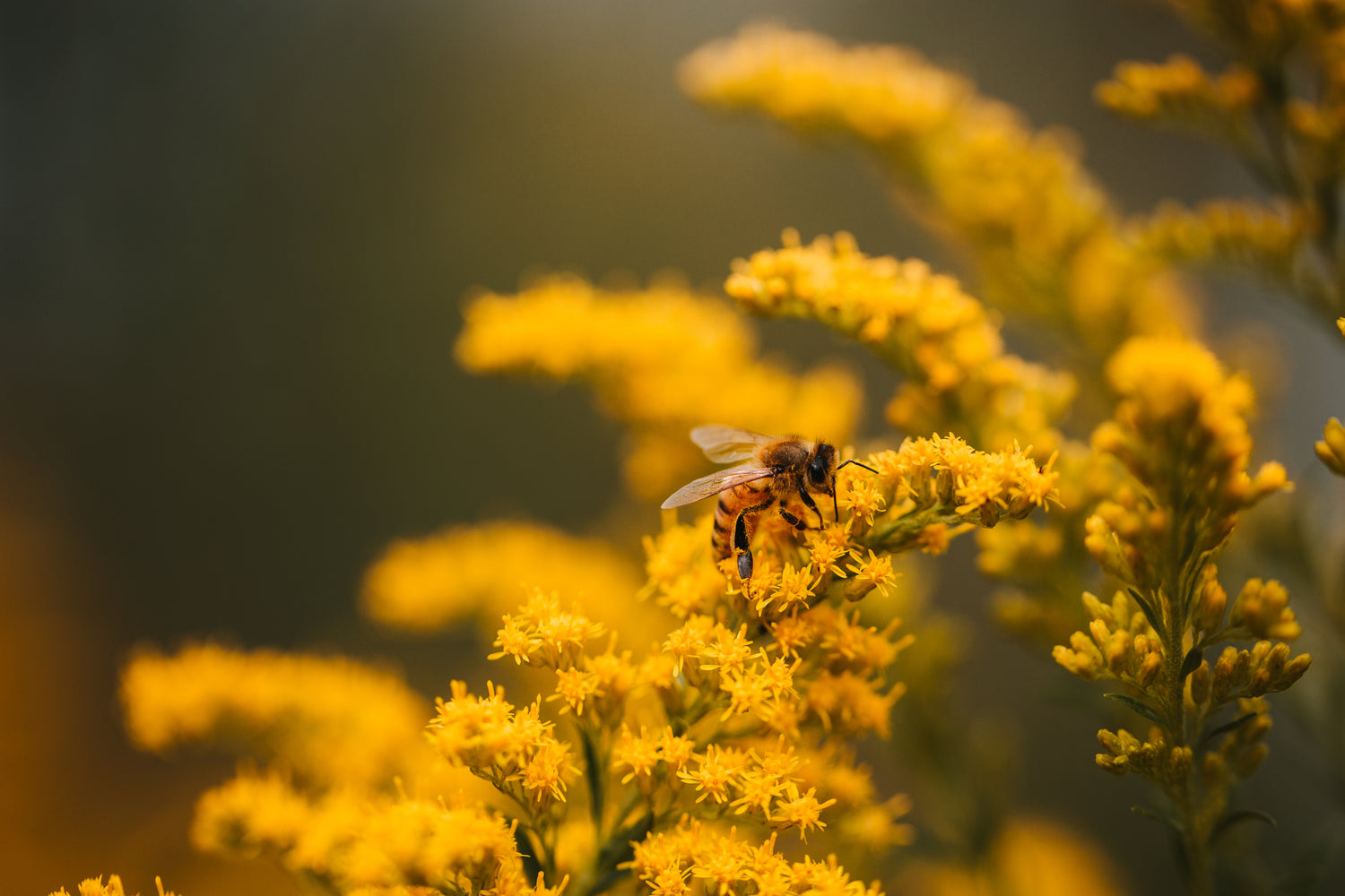 Une abeille qui butine sur des fleurs jaunes