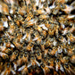 Essaim d'abeille vue de prêt