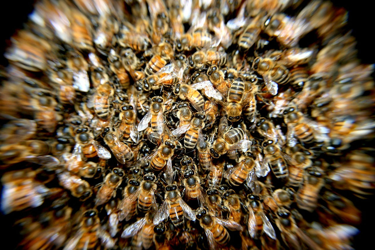 Essaim d'abeille vue de prêt